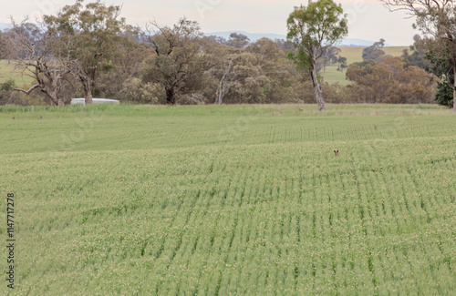 kangaroo hiding in a wheat and clover crop photo