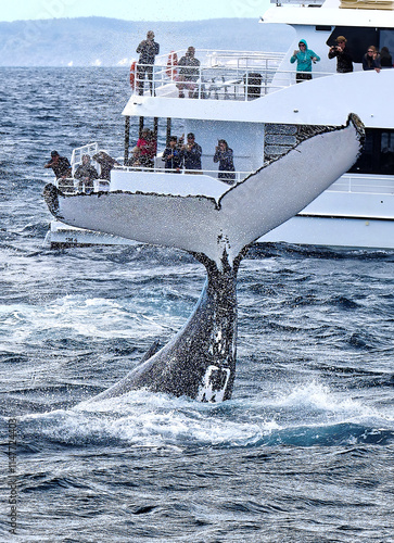 Humpback whale tail slapping onlookers (Megaptera novaeangliae) photo