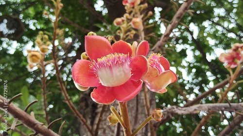 cannonball flowers in the garden photo