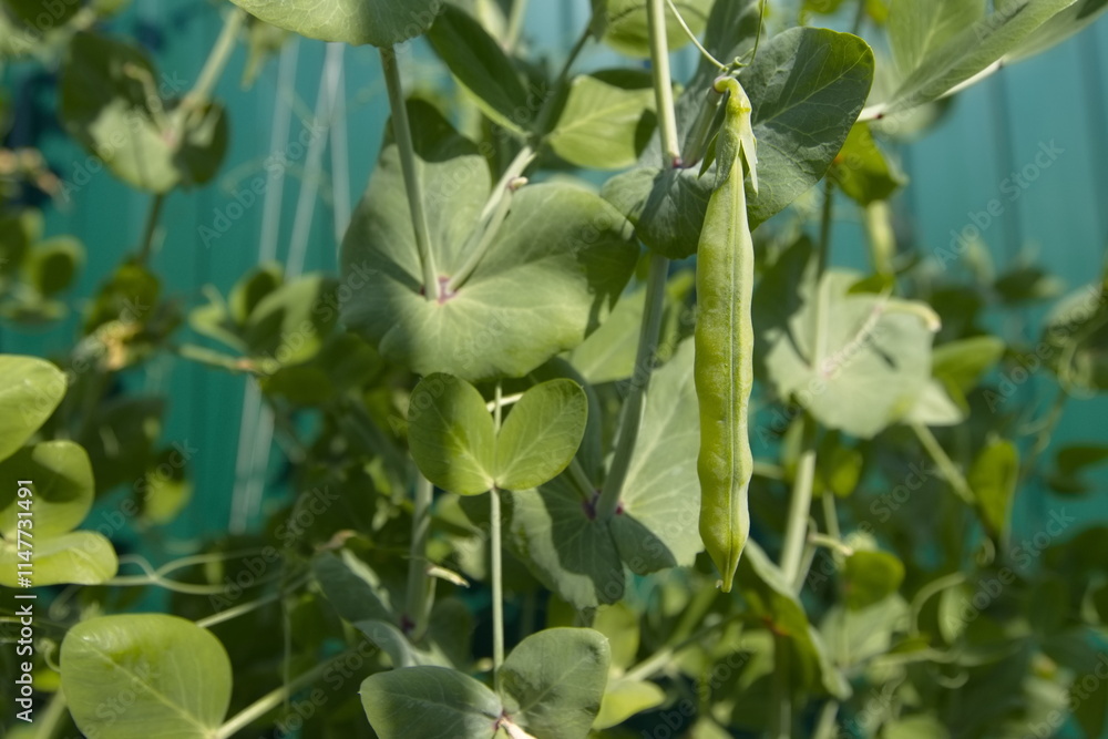 Growing peas. Close-up. Peas growing in the garden in sunlight. Growing peas. Close-up. Peas growing in the garden in sunlight.