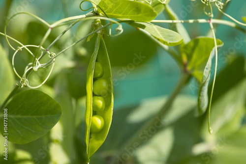 Growing peas. Close-up. Peas growing in the garden. Green ripe peas are visible in the slightly open pod.