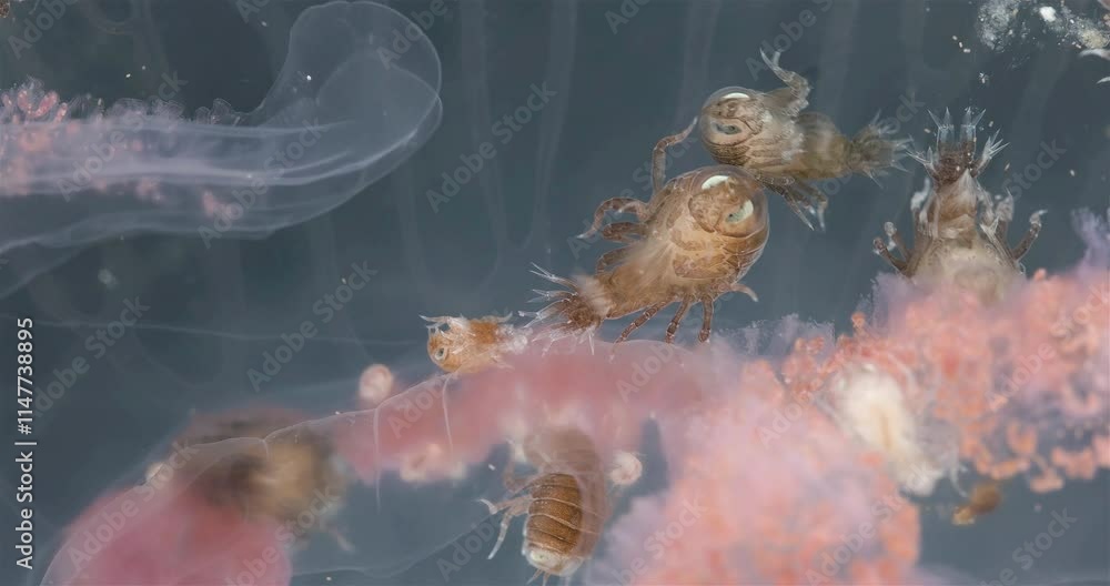 Amphipoda Crustacea Hyperia galba, family Hyperiidae. They parasitize ...