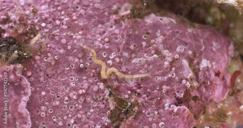 Worm Polychaeta, family Syllidae close-up. White Sea photo