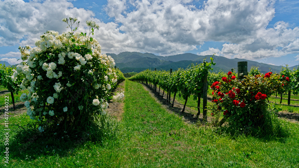 Naklejka premium Roses growing next to grapevines in a vineyard, Marlborough, New Zealand.