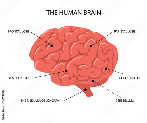 Human brain anatomy. Biological explanation scheme with lobes and brainstem. Side view. Vector illustration in flat cartoon style.