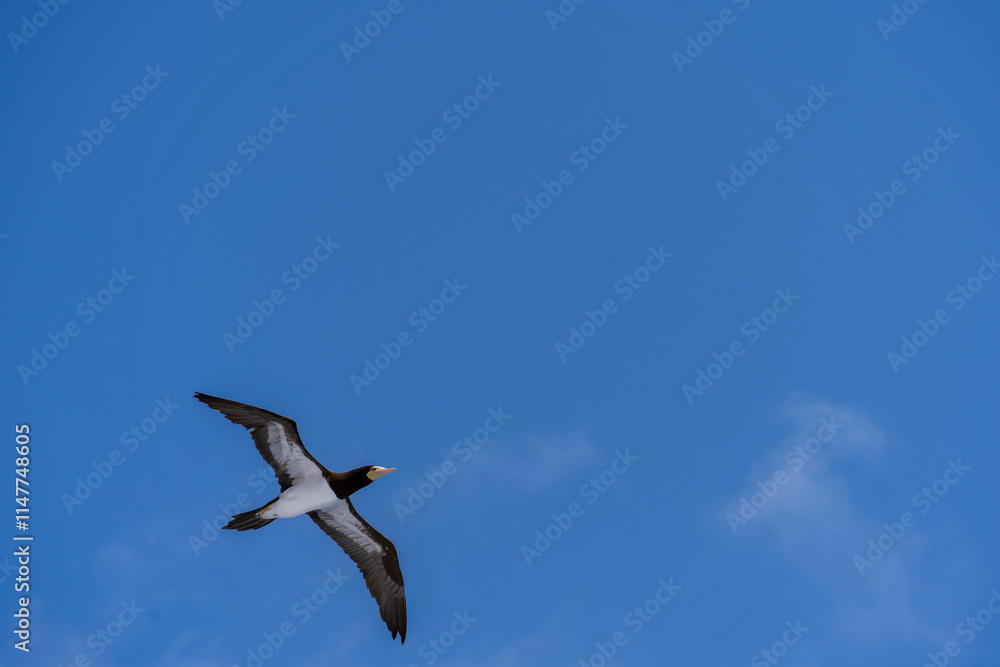 Bequia, Saint Vincent - 31 Januari 2024 - A magnificent frigatebird flies in the sky over Bequia Bequia, Saint Vincent - 31 Januari 2024 - A magnificent frigatebird flies in the sky over Bequia