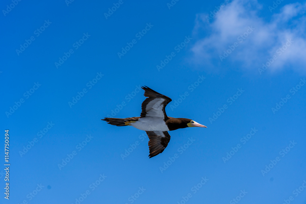 Bequia, Saint Vincent - 31 Januari 2024 - A magnificent frigatebird flies to Bequia Bequia, Saint Vincent - 31 Januari 2024 - A magnificent frigatebird flies to Bequia
