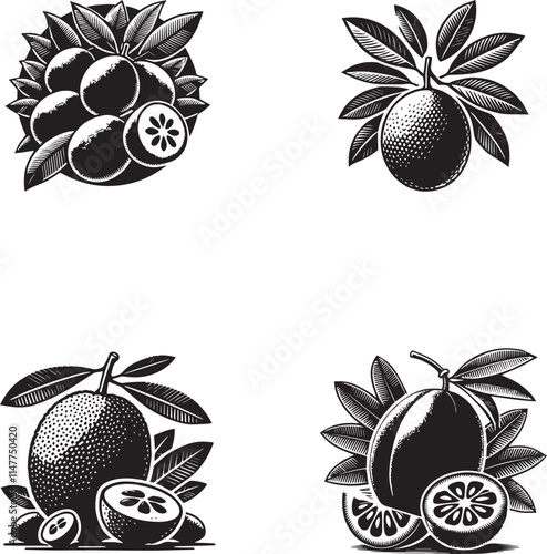 Sapodilla Fruit Silhouettes Collection - Vector Illustrations