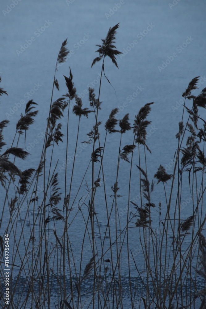 Fototapeta premium These reeds are growing at the seaside in winter day. There is a frozen sea behind the plants.