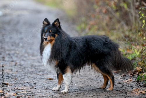 AUT, Hund, Hunde, Freilaufzone photo