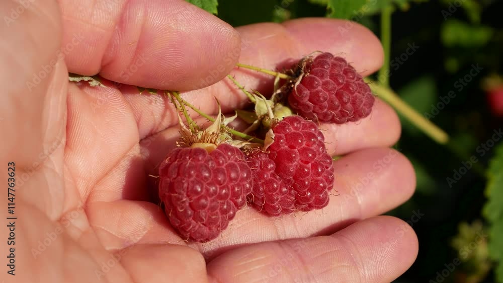 Ripe red juicy sweet raspberries in hand on a bush. Harvesting raspberries. Growing organic raspberries. A woman's hand plucks raspberries from a bush in the garden. Berries in the diet, healthy Ripe red juicy sweet raspberries in hand on a bush. Harvesting raspberries. Growing organic raspberries. A woman's hand plucks raspberries from a bush in the garden. Berries in the diet, healthy