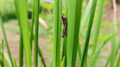 grasshopper on a grass