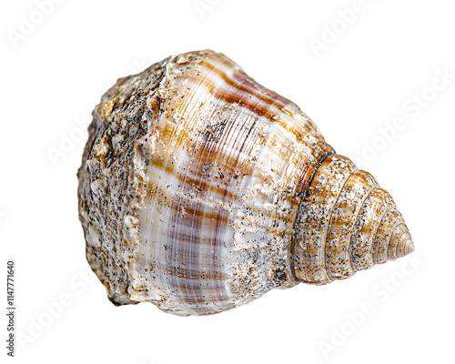 Isolated Spiral Seashell