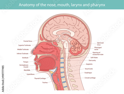 Medical vector illustration of human oral and nasal anatomy.