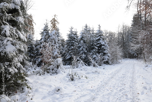 winterwald tannen schnee himmel schönwetter photo