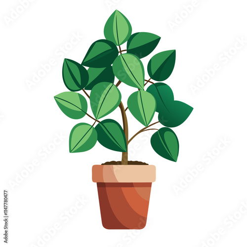 Potted hoya plant with lush green leaves displayed against a plain white background