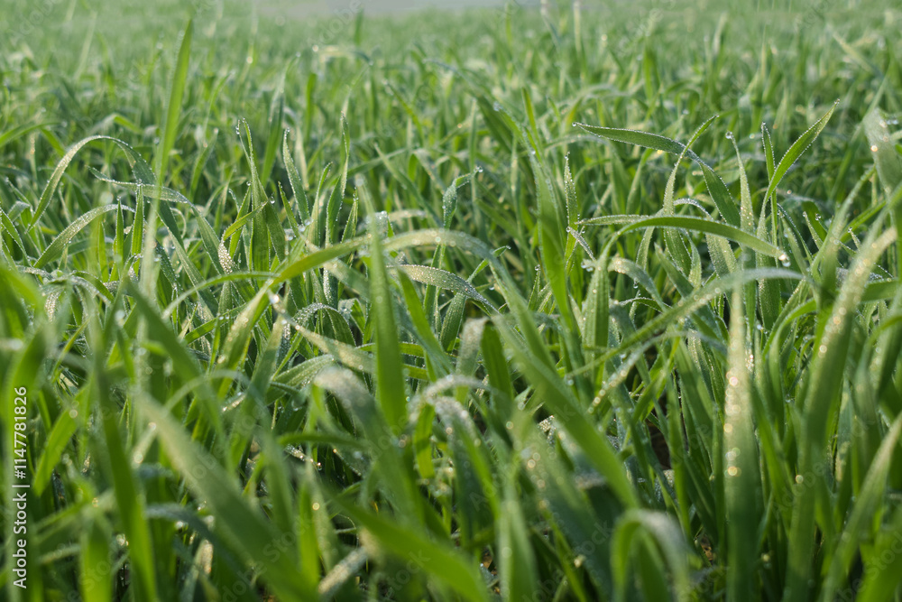 rain drops on a green wheat leaves, Dewdrops on green perennial rye grass field on leaf in the morning, When Raindrops are in a relationship with leaf's rain drops on a green wheat leaves, Dewdrops on green perennial rye grass field on leaf in the morning, When Raindrops are in a relationship with leaf's