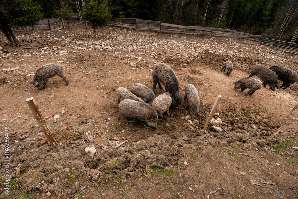 A Herd of Pigs Foraging on a Rustic Farm in a Forested Setting