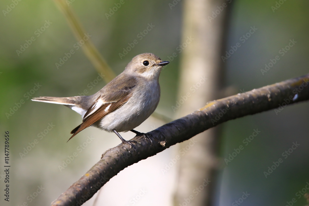 Fototapeta premium Wildlife - Birds. Semicollared flycatcher (Ficedula semitorquata) birds inhabit forest edges, parks and gardens. They usually feed on flying insects and flies.