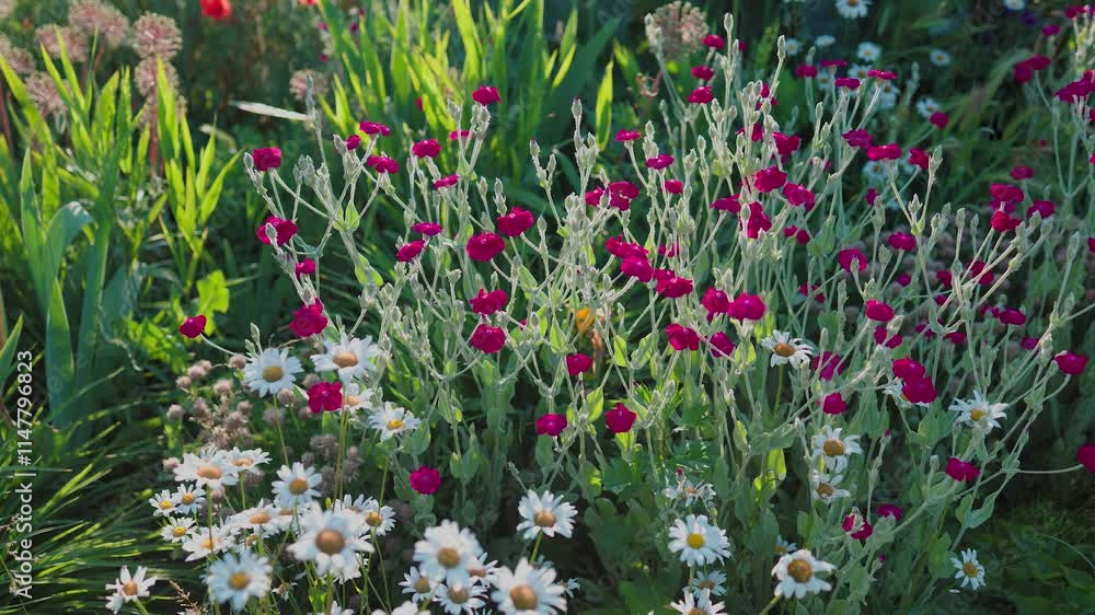 A vibrant garden scene with bright red flowers, white daisies, and lush green foliage basking in sunlight, showcasing a mix of textures and colors in a natural setting. A vibrant garden scene with bright red flowers, white daisies, and lush green foliage basking in sunlight, showcasing a mix of textures and colors in a natural setting.