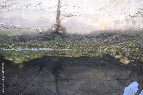 Algae Plant, Lichens breaking down the minerals in rock
lots of moss grown on natural stones, square limestone with a plant dressing on water photo