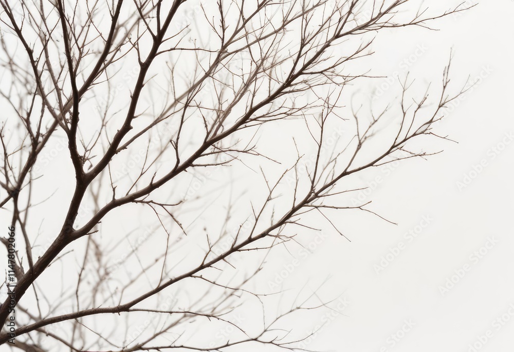 Withered branches are set against a white background. Withered branches are set against a white background.