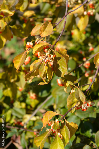 Wallpaper Mural White spindle branch with seeds Torontodigital.ca