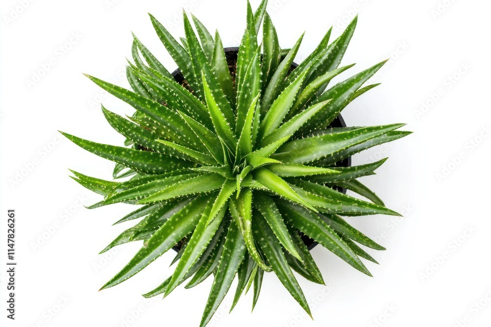 Top view of a potted succulent plant with vibrant green leaves and tiny white dots. Top view of a potted succulent plant with vibrant green leaves and tiny white dots.