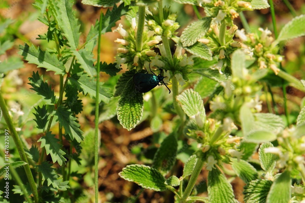 A vibrant green beetle perched on lush foliage amidst blooming flowers on a sunny day. A vibrant green beetle perched on lush foliage amidst blooming flowers on a sunny day.
