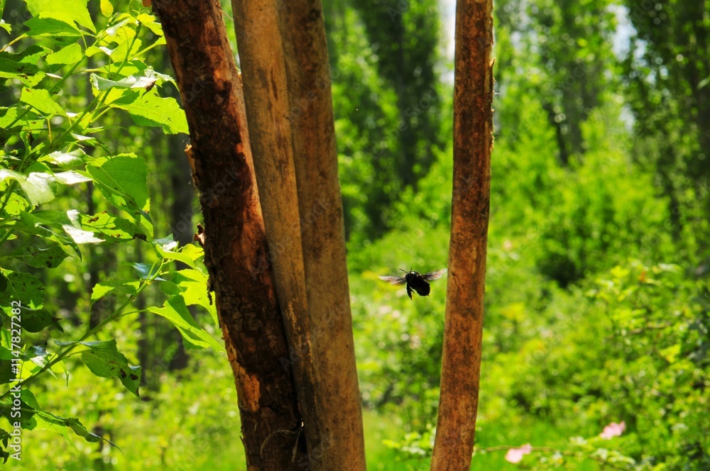Obraz premium A black bee hovers near tree trunks amidst lush greenery, bathed in sunlight.