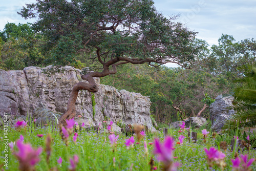 The beauty of all the pink blooming of Dok Kra Jiao fields (ginger flowers) during the rainy season around June-August of every year at Pa Hin Ngam National Park, Thepsathit District, Chaiyaphum  photo