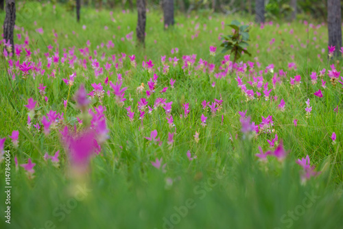 The beauty of all the pink blooming of Dok Kra Jiao fields (ginger flowers) during the rainy season around June-August of every year at Pa Hin Ngam National Park, Thepsathit District, Chaiyaphum  photo