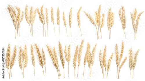 Golden Wheat Stalks Harvest, Agriculture, Grains, Cereal, Food photo