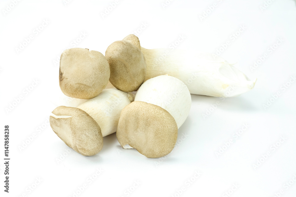 Group of fresh king trumpet mushroom, French horn mushroom, eryngi, king oyster mushroom, king brown mushroom (Pleurotus eryngii) isolated on white background stacking Group of fresh king trumpet mushroom, French horn mushroom, eryngi, king oyster mushroom, king brown mushroom (Pleurotus eryngii) isolated on white background stacking