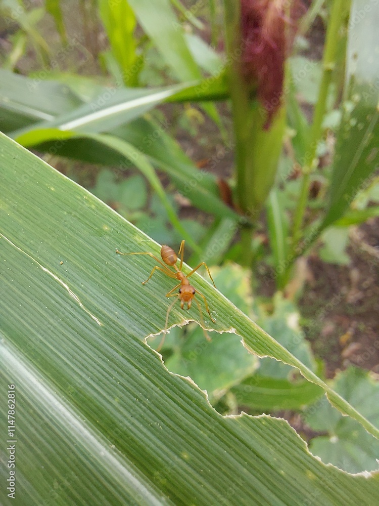 red ants on corn leaf in the garden red ants on corn leaf in the garden