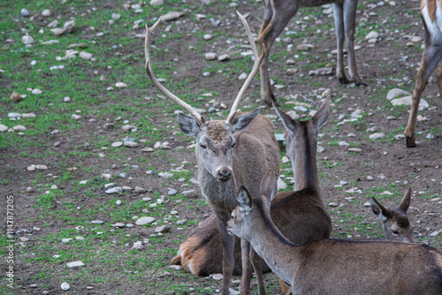 deer in the woods
