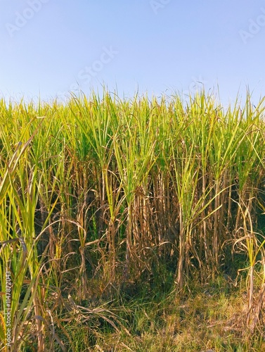 Sugarcane crop, agriculture field rural scene, sugar cane, gana, kamad ki fasal, canne a sucre, cana azucar, canaacucar, image,  photo 