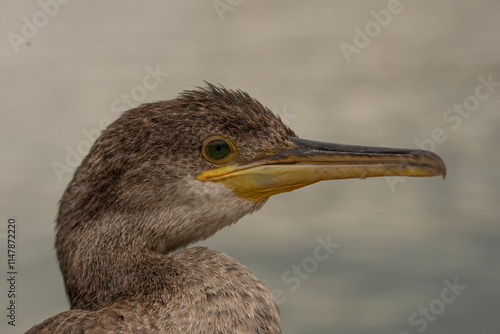 great blue heron