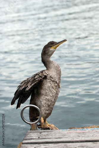 blue heron on the pier