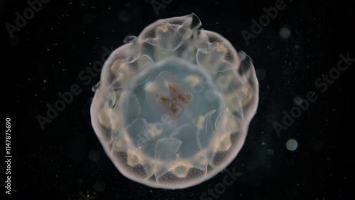 Young jellyfish at Ephyra stage under a microscope, class Scyphozoa. Possibly Cyanea capillata. Size about 2 cm. White Sea