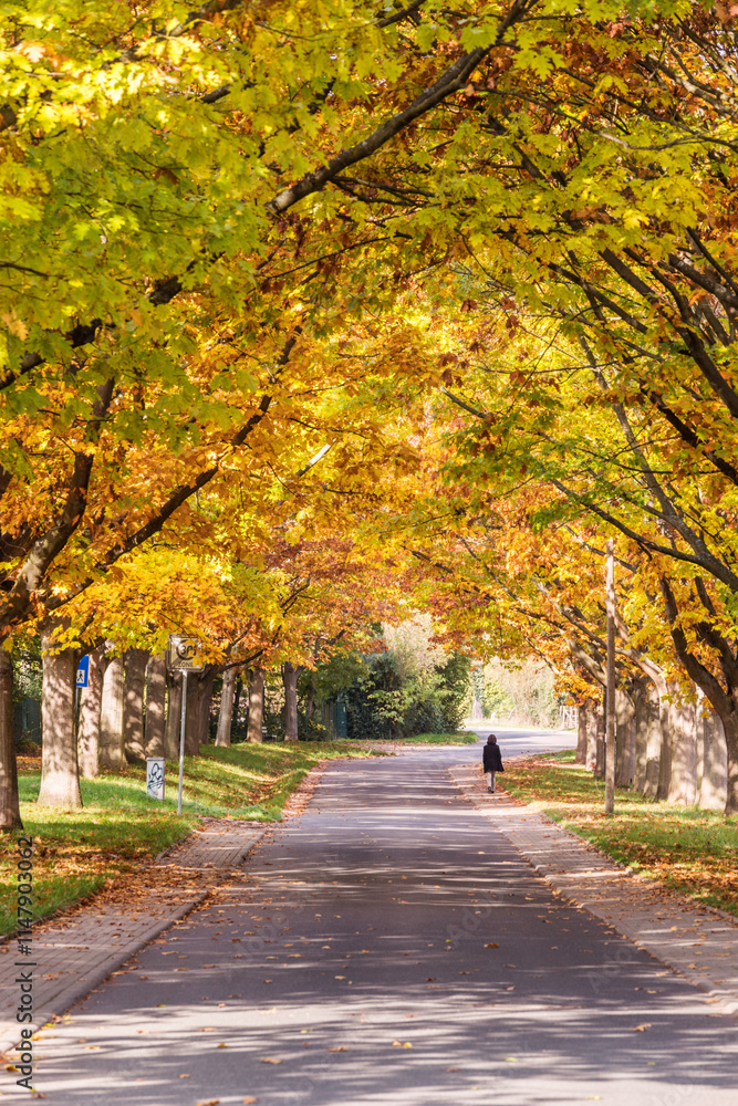 Tree lined road in autumn, Rhine valley, Hesse, Germany Tree lined road in autumn, Rhine valley, Hesse, Germany