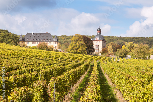 Vollrads castle and vineyard, Rhine valley, Hesse, Germany photo