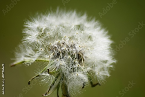 Dandelion seeds floating away from the stem. photo