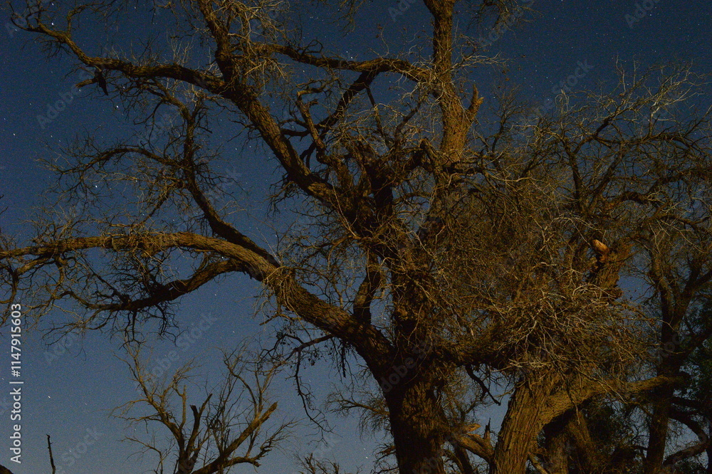 Populus euphratica trees in the desert Populus euphratica trees in the desert
