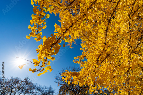 新宿御苑の紅葉