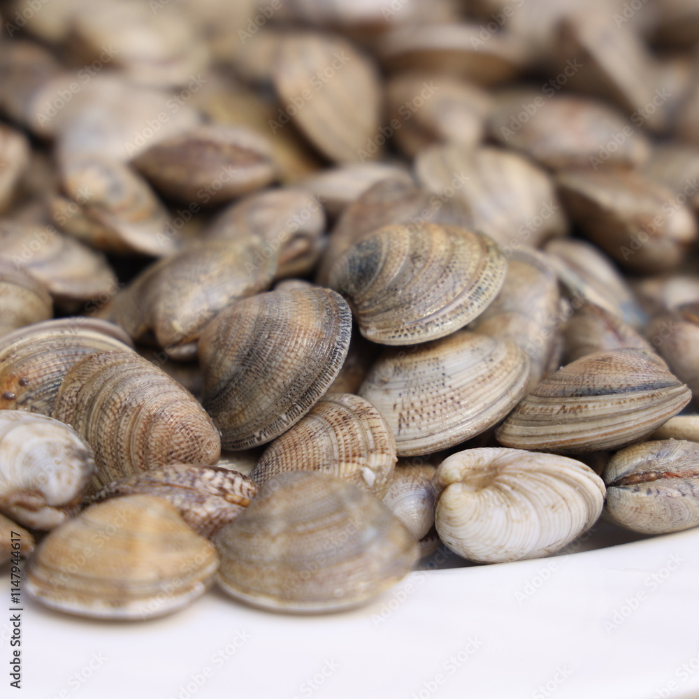 clams in the market
