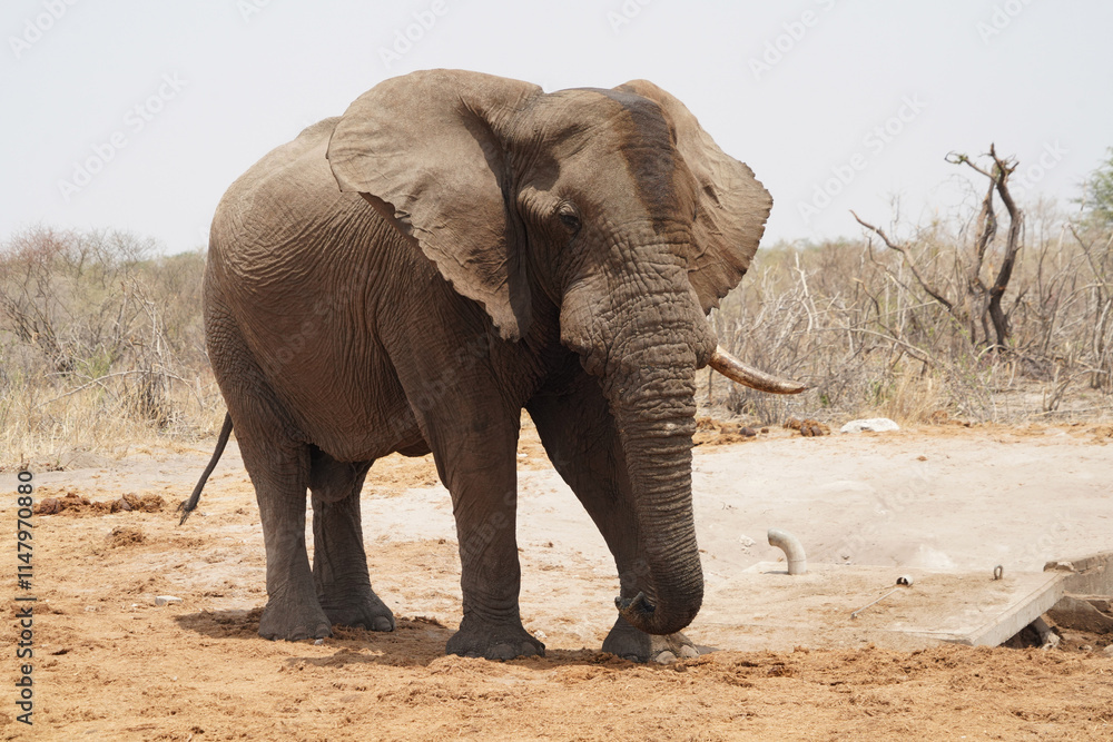 Fototapeta premium Eléphants sur la route de Maun au Botswana