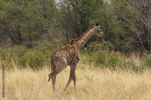 Girafes entre Francistown et Nata au Botswana photo