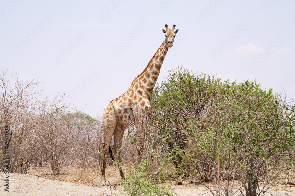 Obraz premium Girafes entre Francistown et Nata au Botswana