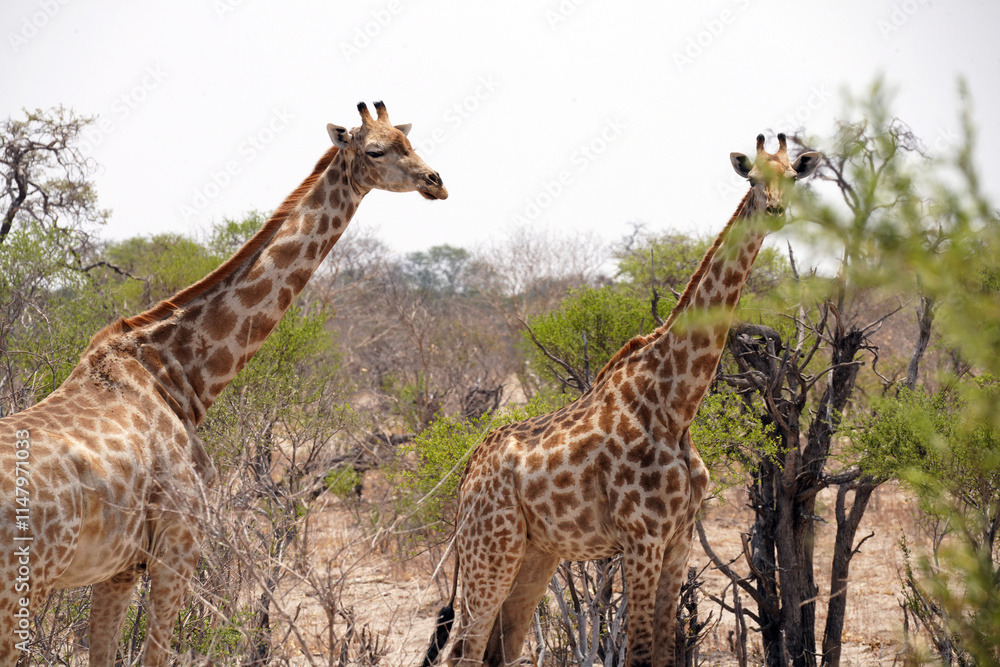 Obraz premium Girafes entre Francistown et Nata au Botswana